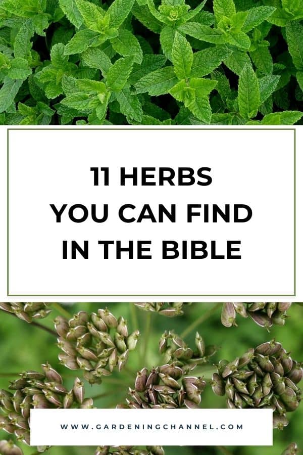 menthe et anis avec incrustation de texte 11 herbes que vous pouvez trouver dans la Bible