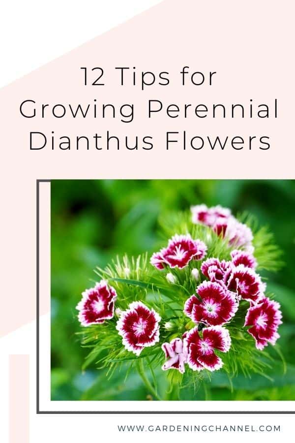 dianthus avec superposition de texte 12 conseils pour cultiver des fleurs de dianthus vivaces