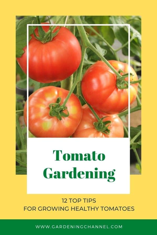 Tomates dans le jardin avec superposition de texte jardinage de tomates douze conseils pour faire pousser des tomates saines