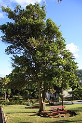 Laurus nobilis — Wikipédia