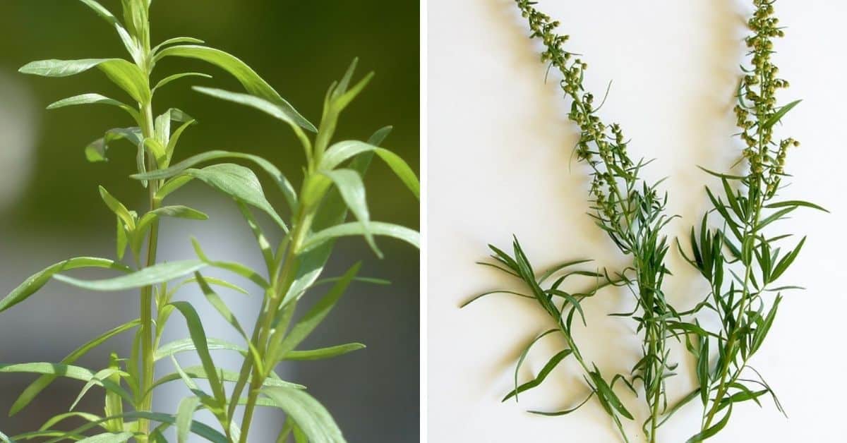 Comment faire pousser l'estragon français à l'intérieur