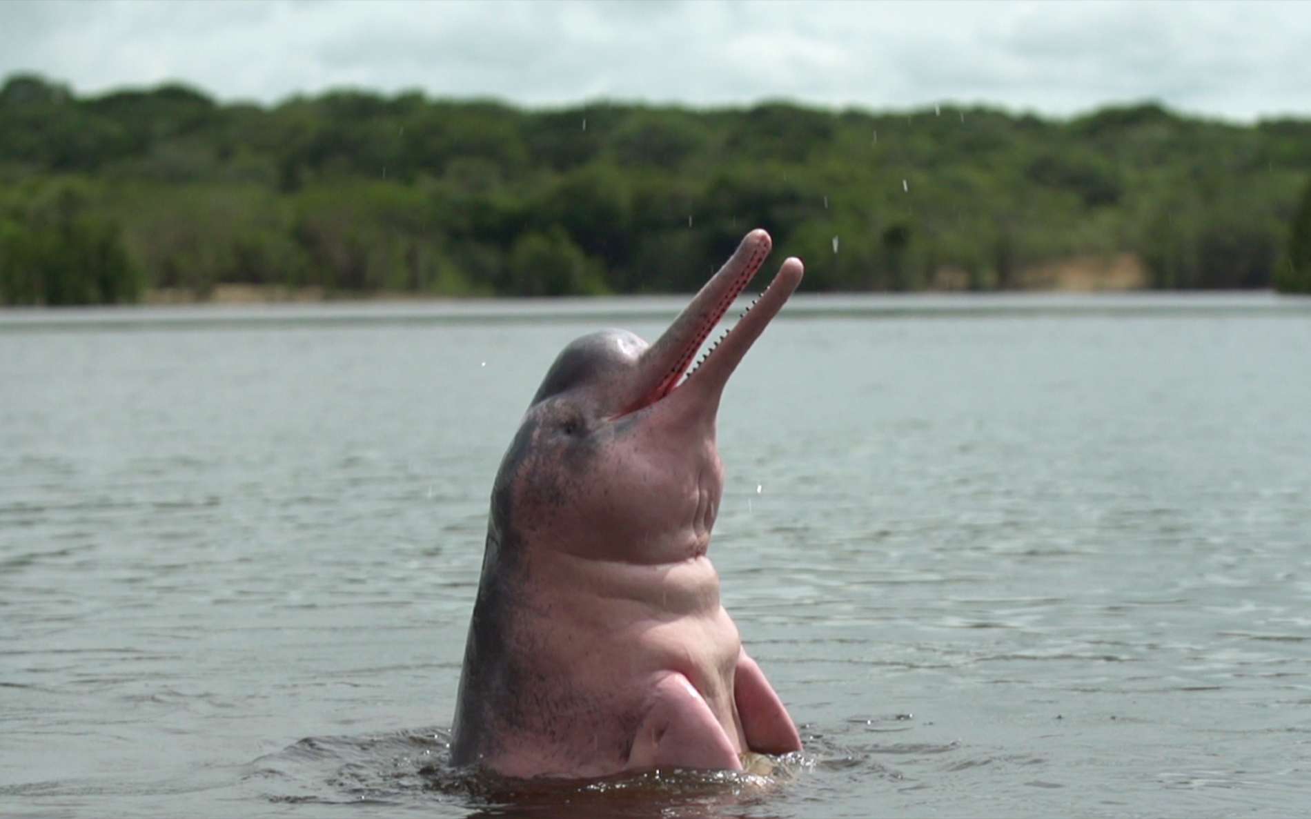 Le mystère du dauphin rose : enquête sur un animal étonnant