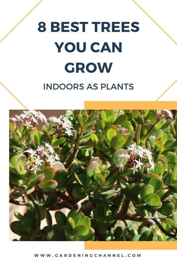plante de jade avec superposition de texte huit meilleurs arbres que vous pouvez cultiver à l'intérieur comme plantes