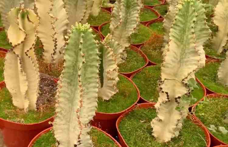 Candélabre africain (Euphorbia ammak)