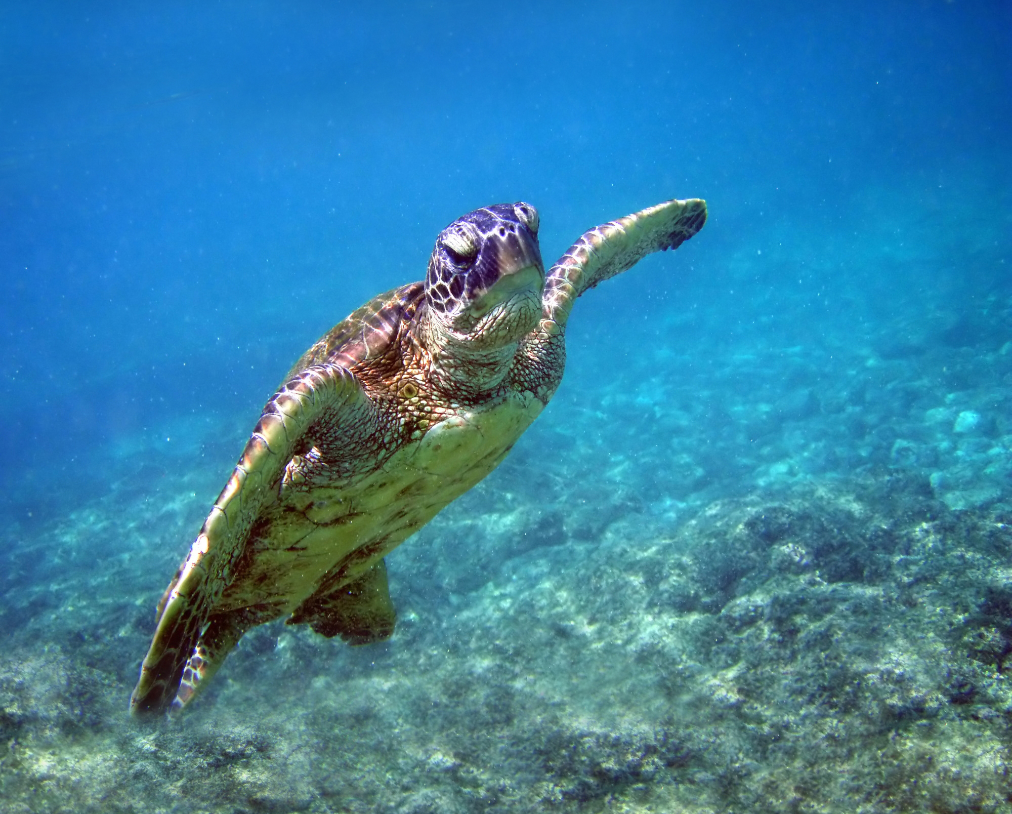 Tortue marine — Wikipédia