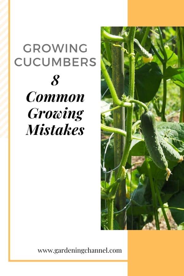 Concombres dans le jardin avec superposition de texte de plus en plus de concombres huit erreurs de croissance courantes