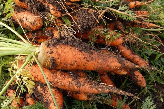 faire pousser des carottes