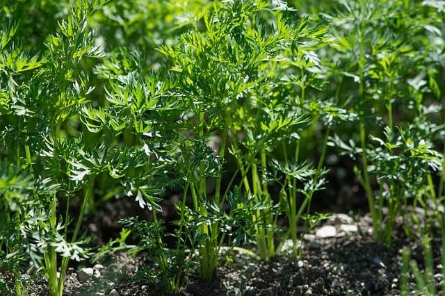 faire pousser des carottes dans la zone 5 du jardin potager