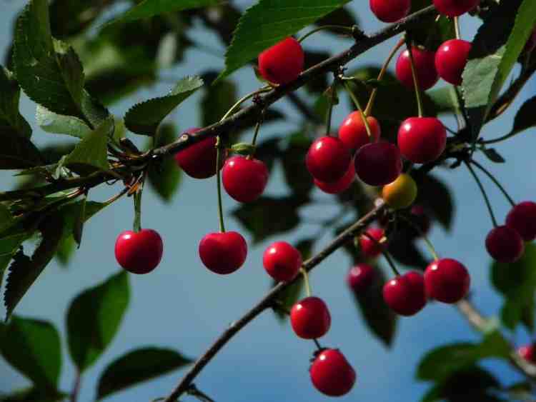cerisier