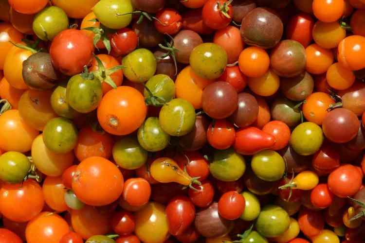 tomates cerises et raisins