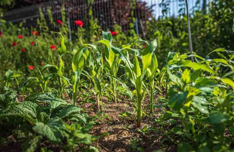 maïs poussant dans le potager