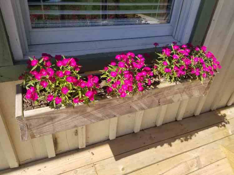 Fleurs de dianthus dans une boîte de fenêtre