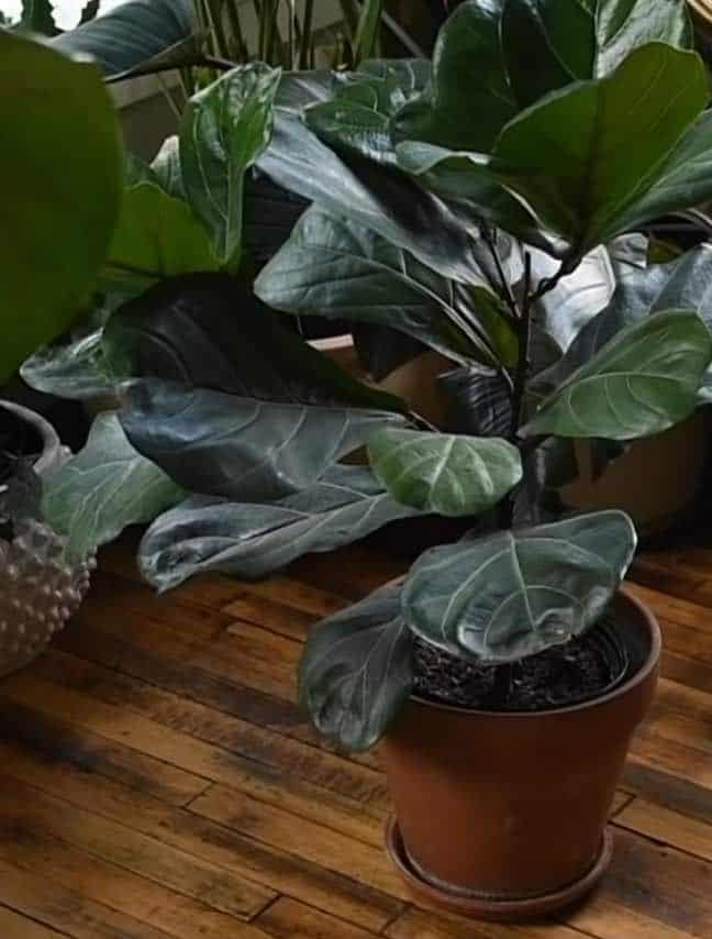 plante d'intérieur fiddle leaf fig