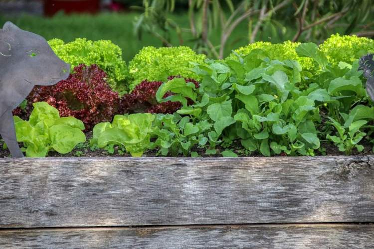 Jardin surélevé de plus en plus de laitue