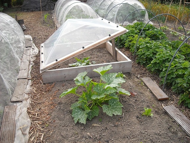 faire pousser des légumes en serre