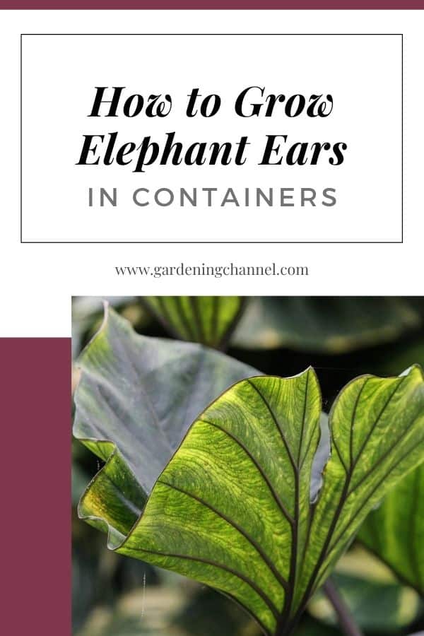 taro avec superposition de texte comment faire pousser des oreilles d'éléphant dans des conteneurs