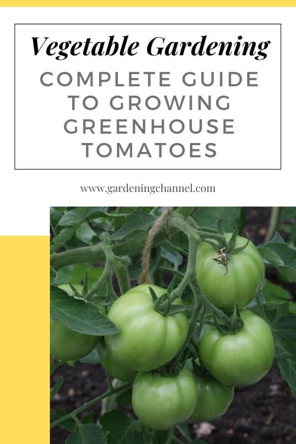 Plants de tomates de serre avec superposition de texte Guide complet de jardinage de légumes pour cultiver des tomates de serre