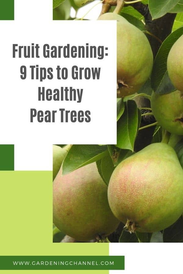 poires sur poirier avec superposition de texte jardinage fruitier neuf conseils pour faire pousser des poiriers sains