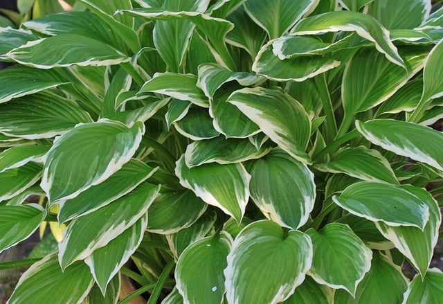 hostas de plus en plus