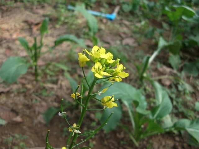 floraison de chou frisé