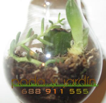 ampoule terrarium comment faire