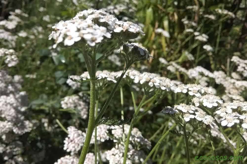 Achillée millefeuille : propriétés et utilisations médicinales