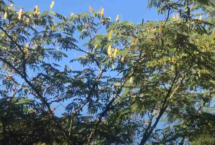 Gousses de graines de mimosa