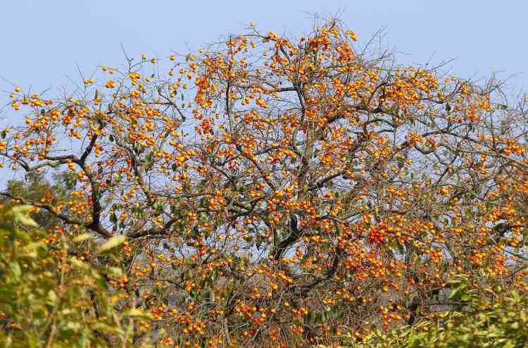 arbre de kaki