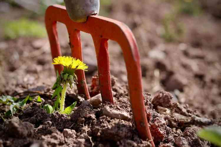 fourche de jardin creusant les mauvaises herbes