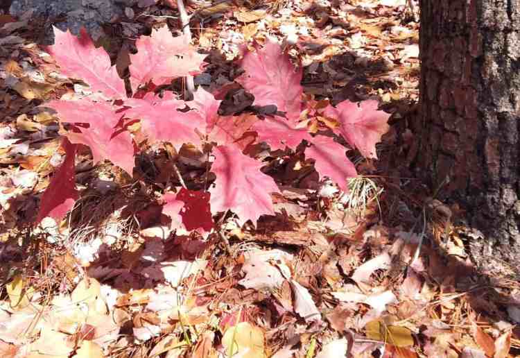 jeune arbre de chêne rouge du nord