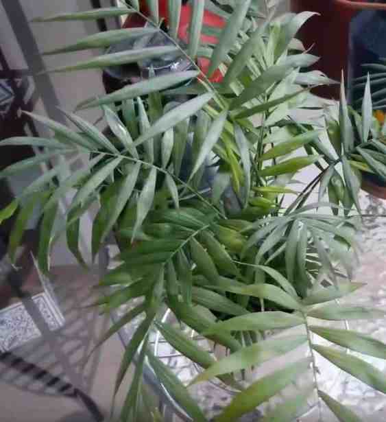 plante d'intérieur de palmier de salon