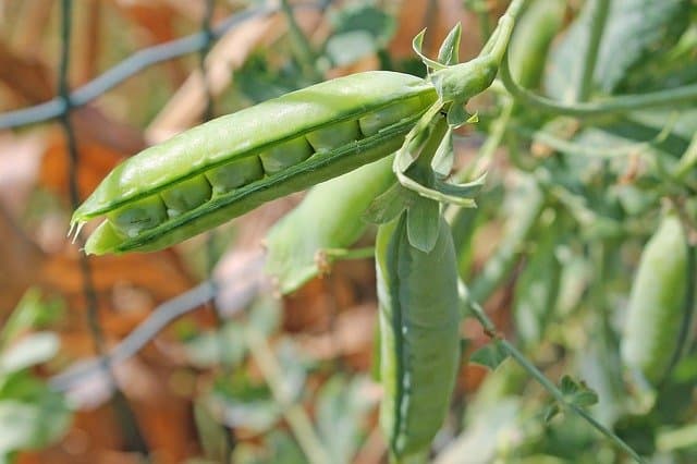 culture de pois dans la zone 5