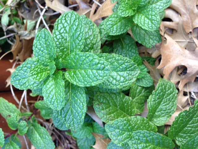 plante de menthe