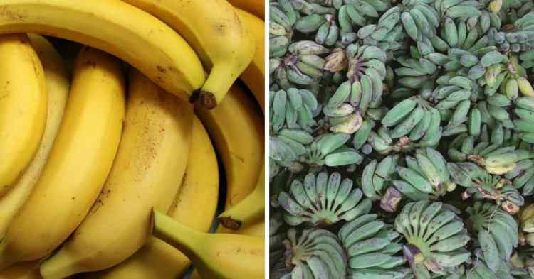 bananes et plantains