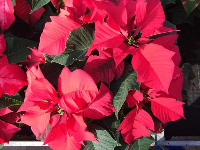 poinsettias en croissance