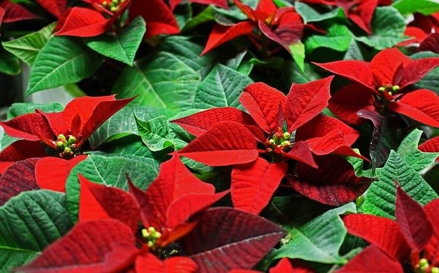 poinsettias en croissance