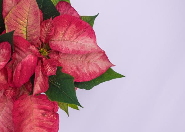 Poinsettia aux feuilles fanées : pourquoi et que faire - Pourquoi mon poinsettia est-il tombé ou a fané les feuilles