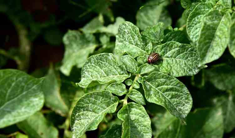 doryphore de la pomme de terre