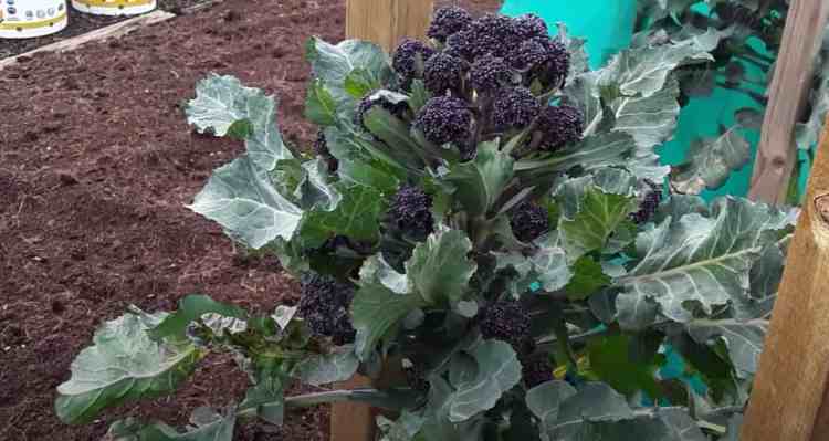 brocoli à germer violet 