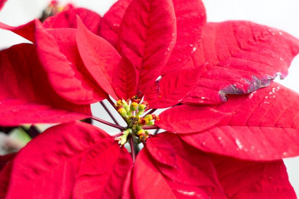 Poinsettia aux feuilles fanées : pourquoi et que faire - Que faire si mon poinsettia a des feuilles mortes