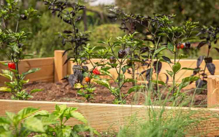 jardin surélevé avec poivrons