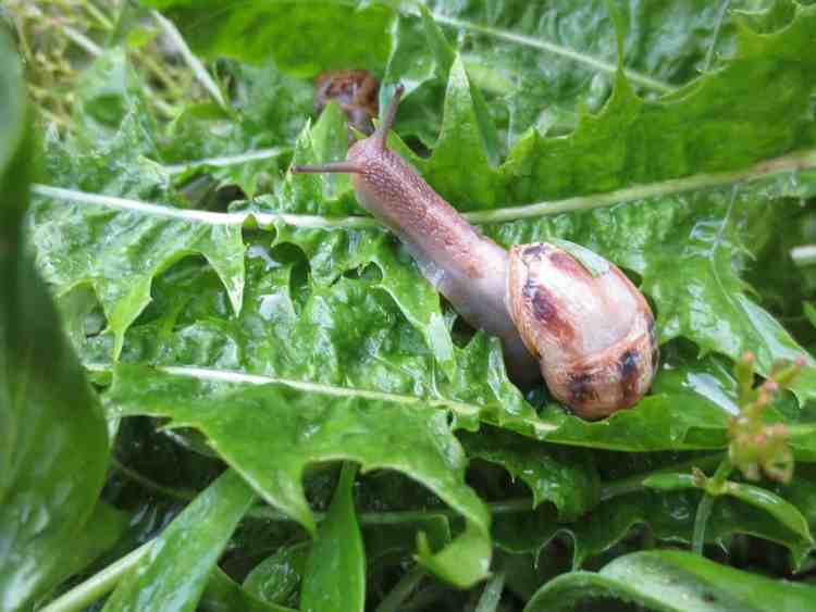 escargot mangeant de la laitue