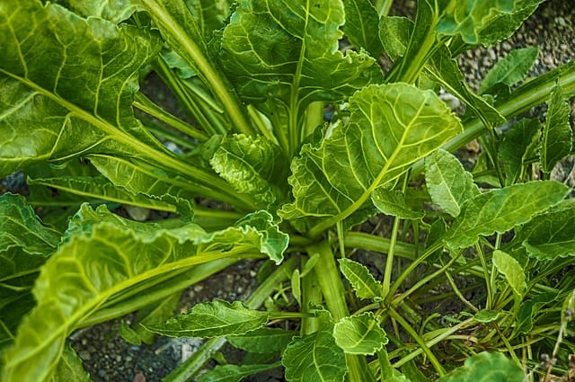 faire pousser des épinards dans le jardin potager