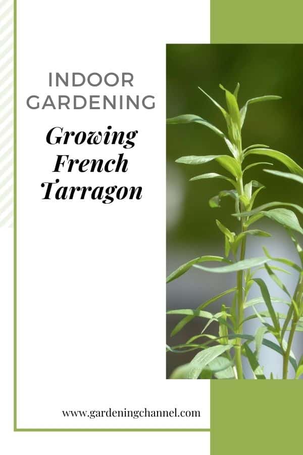 Estragon en pot avec superposition de texte Jardinage intérieur de plus en plus d'estragon français