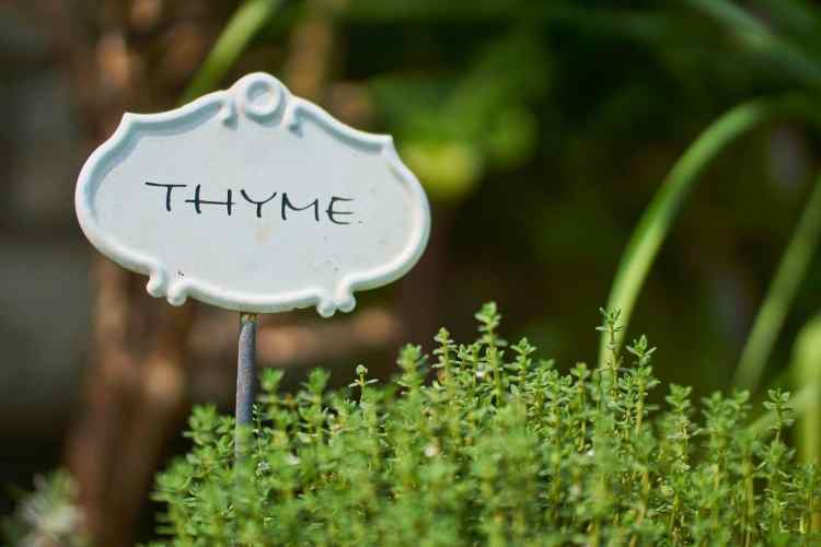 culture de plantes de thym