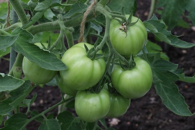 culture de tomates de serre
