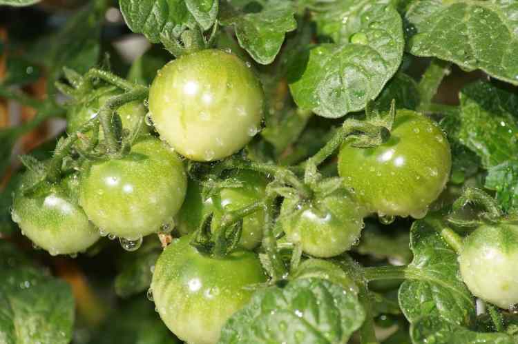 gouttelettes d'eau sur le plant de tomate