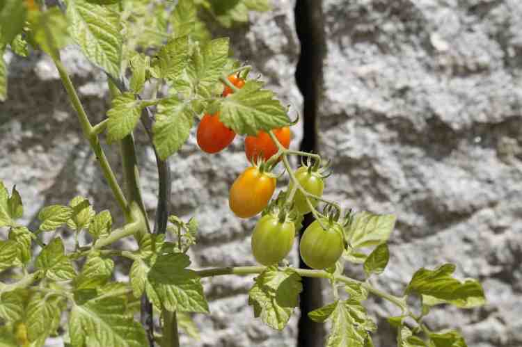 plants de tomates avec des tomates mûrissantes