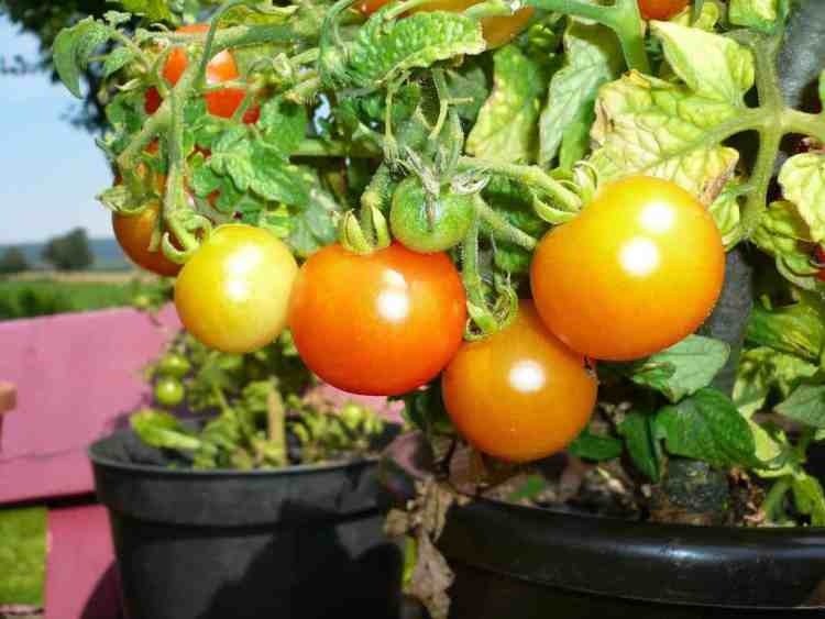 Tomates en pot poussant