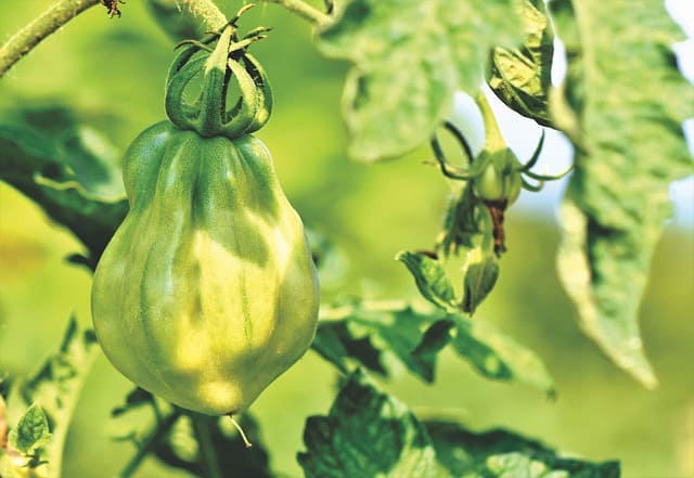 plant de tomate au soleil